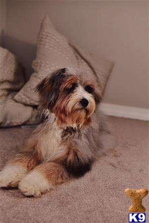 Brieknifong Picture 1